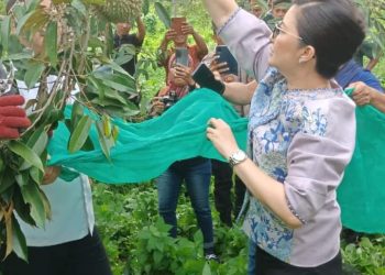 Verna Ingin Durian Taunca Bisa Jadi Komoditi Unggulan Daerah