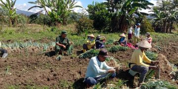 Tingkatkan Stabilitas Ekonomi Masyarakat, Babinsa Suprayitno Dampingi Petani Desa Binaan