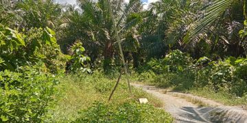 Proyek PJU Desa Membuke 2023 Di Sorot Warga