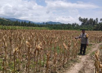 Polri Hadir di Tengah Petani: Panen Jagung Jononunu Wujudkan Program Ketahanan Pangan