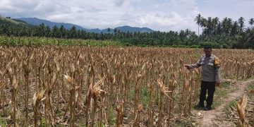Polri Hadir di Tengah Petani: Panen Jagung Jononunu Wujudkan Program Ketahanan Pangan