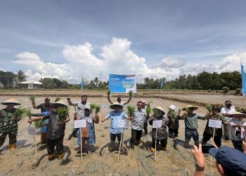 Kolaka Percepat Kedaulatan Pangan: Demplot Padi Berteknologi Tinggi Gandeng PT Vale