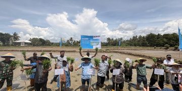 Kolaka Percepat Kedaulatan Pangan: Demplot Padi Berteknologi Tinggi Gandeng PT Vale