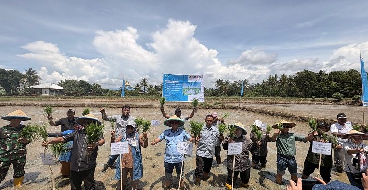 Kolaka Percepat Kedaulatan Pangan: Demplot Padi Berteknologi Tinggi Gandeng PT Vale